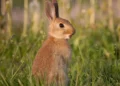 Nicholas Weseen rabbit killing sentence Alberta